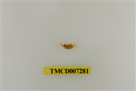 藏品(粗掌開口蟹)的圖片